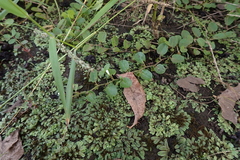 Evolvulus nummularius