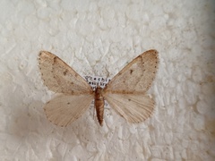Theria rupicapraria