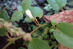 Evolvulus nummularius