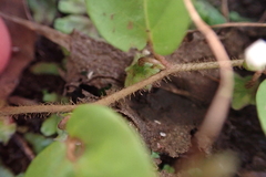 Evolvulus nummularius