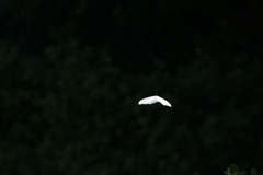 Morpho polyphemus polyphemus