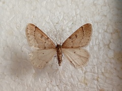 Theria rupicapraria