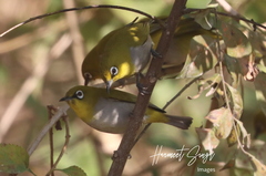 Zosterops palpebrosus