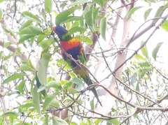 Trichoglossus moluccanus moluccanus