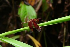 Neurothemis stigmatizans