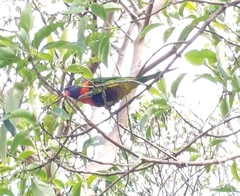 Trichoglossus moluccanus moluccanus