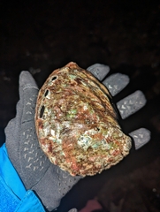 Haliotis kamtschatkana