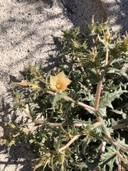 Mentzelia hirsutissima