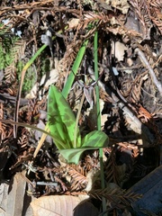 Scoliopus bigelovii