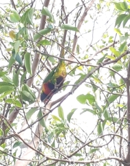 Trichoglossus moluccanus moluccanus