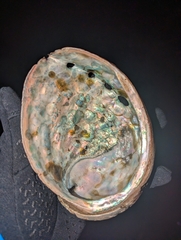 Haliotis kamtschatkana