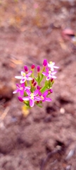 Centaurium