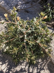 Mentzelia hirsutissima