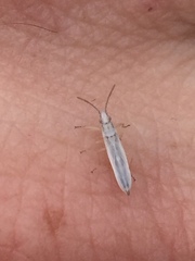 Stenophyella macreta
