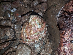 Haliotis kamtschatkana