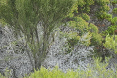 Lichenostomus cratitius