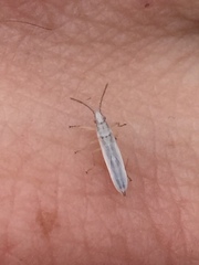 Stenophyella macreta