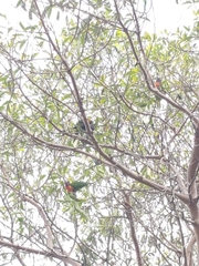 Trichoglossus moluccanus moluccanus