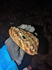 Haliotis kamtschatkana