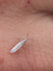 Stenophyella macreta
