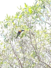 Trichoglossus moluccanus moluccanus