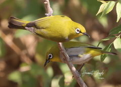 Zosterops palpebrosus