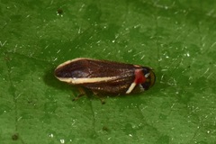 Microsargane vittata