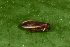 Microsargane vittata