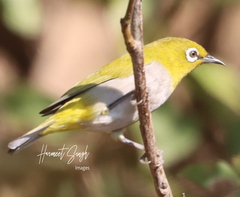 Zosterops palpebrosus