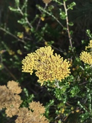 Ozothamnus