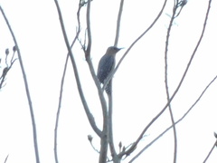 Melanerpes uropygialis