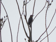 Melanerpes uropygialis