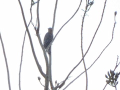 Melanerpes uropygialis