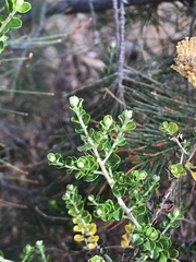 Ozothamnus