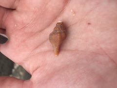 Australaria australasia