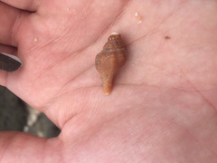 Australaria australasia