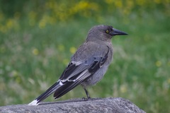 Strepera versicolor versicolor