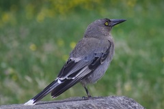 Strepera versicolor versicolor
