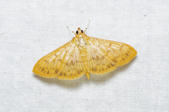 Patania balteata