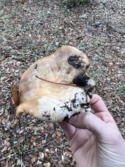 Lactarius argillaceifolius megacarpus