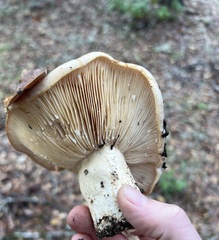 Lactarius argillaceifolius megacarpus