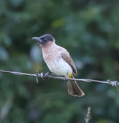 Pycnonotus barbatus layardi