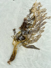 Undaria pinnatifida