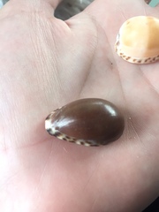 Notocypraea angustata