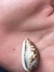 Notocypraea angustata