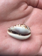 Notocypraea angustata