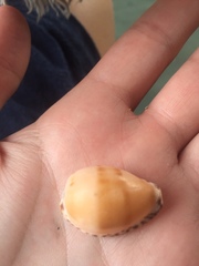 Notocypraea comptonii