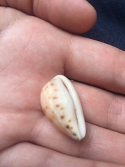 Notocypraea comptonii