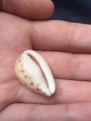 Notocypraea comptonii