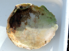 Semele